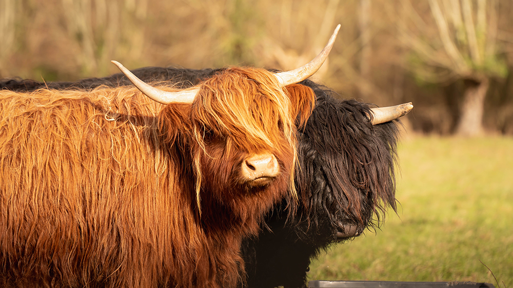 Animaux de La Bêle Tondeuse sur terrain